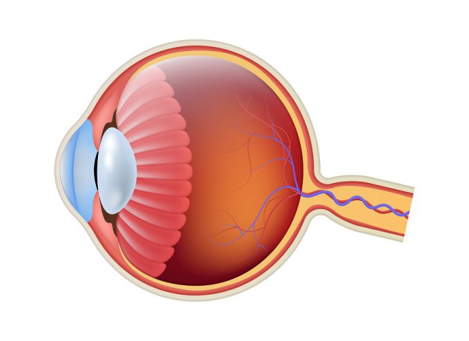 układ optyczny oka